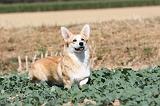 CORGI PEMBROKE 192